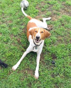 Victor, the redtick coonhound