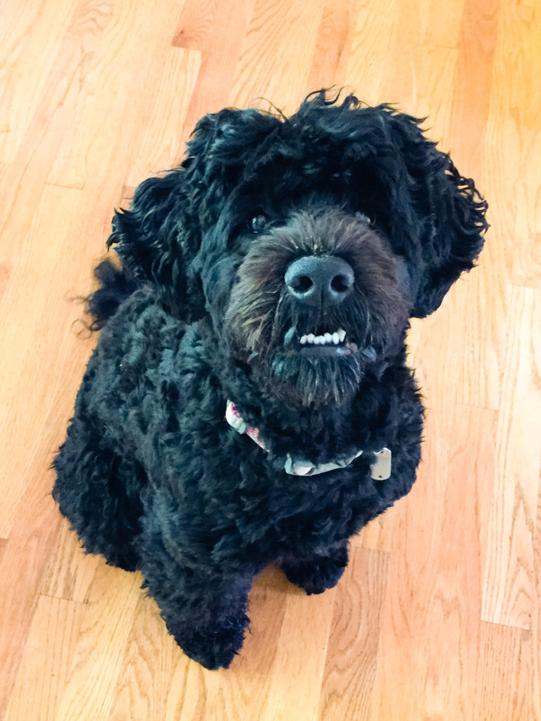 Molly, a Portuguese Water Dog, commonly called 'Porties'