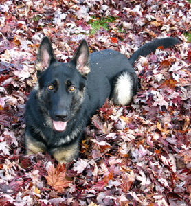 photo of Dog in the Leaves